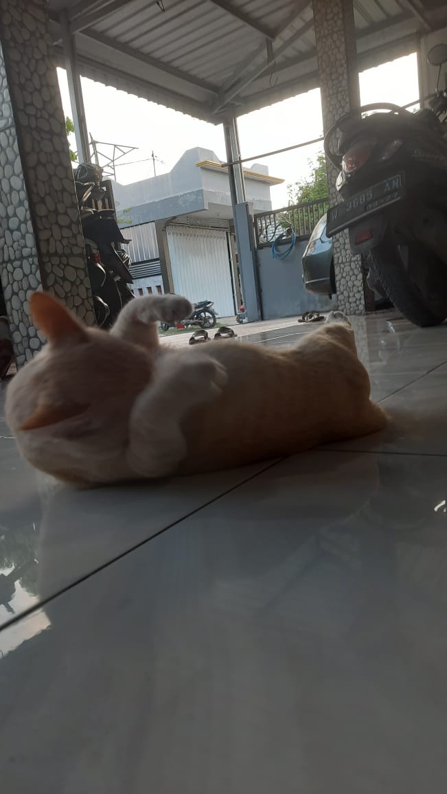 Cats